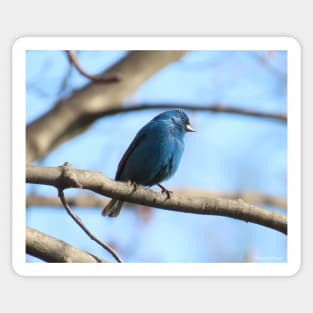 Indigo Bunting No.7 Sticker